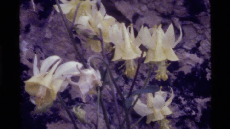Yellow wildflowers and slender stems fill a 1972 Holland Lake 8mm frame, with rocky background and visible film edge.