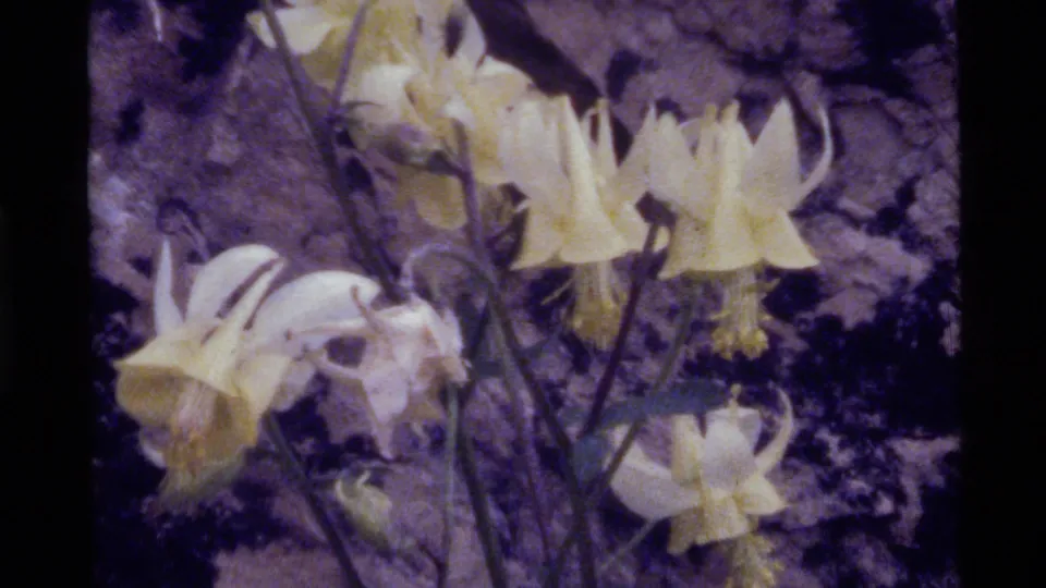 Close 8mm view of pale yellow wildflowers at Holland Lake, Montana, with stems crossing a rocky background.