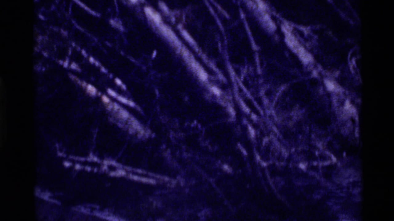 Dark 8mm frame from Holland Lake, Montana, showing forest brush, tree shadows, and heavy blue-purple film color shift.
