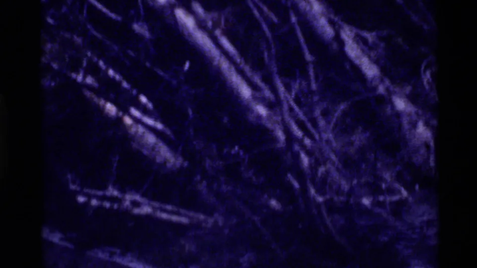 Dark 8mm frame from Holland Lake, Montana, showing forest brush, tree shadows, and heavy blue-purple film color shift.