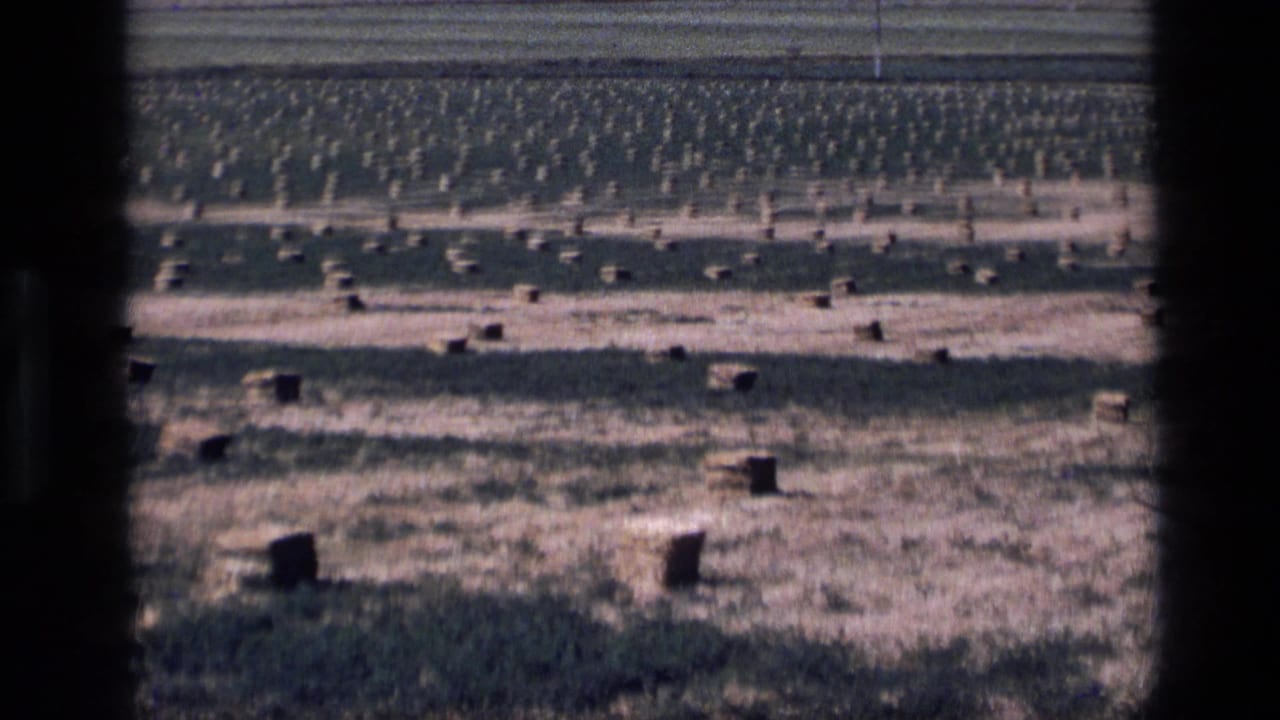 1972 Idaho rural field view with numerous hay bales spread across pale ground and distant rows beyond the dark frame edge.