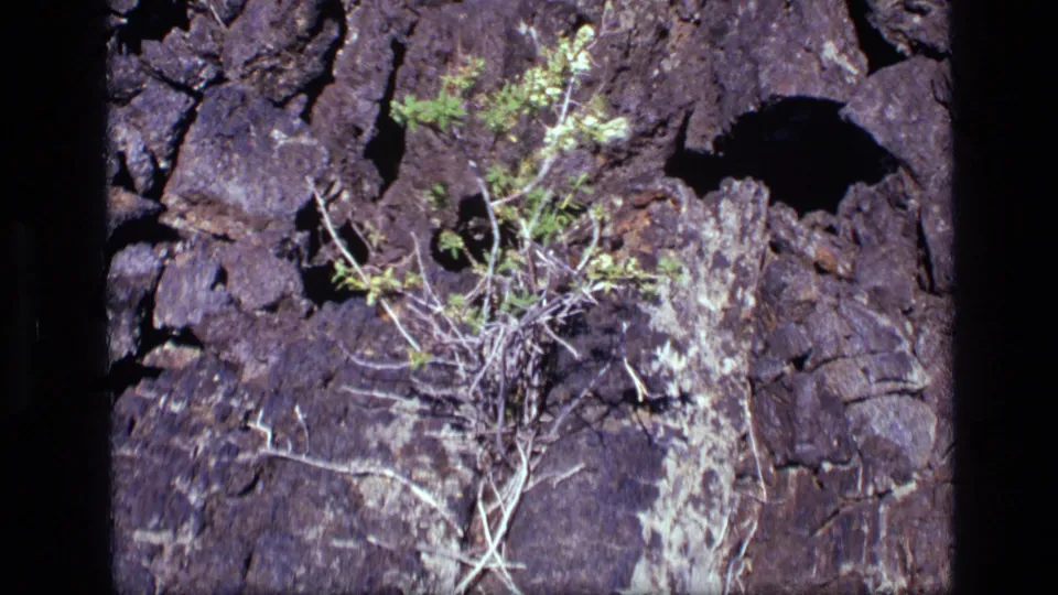 1972 Idaho 8mm frame showing a small green sprout rooted among dry stems on a dark, cracked rock surface.