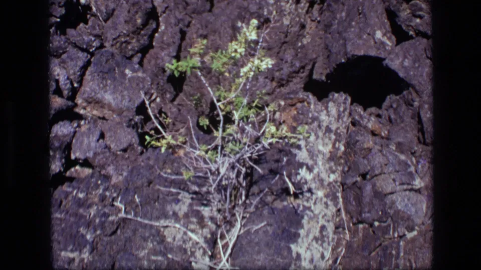 1972 Idaho 8mm frame with a small green plant and pale dry stems set against rough, shadowed volcanic-looking rock.