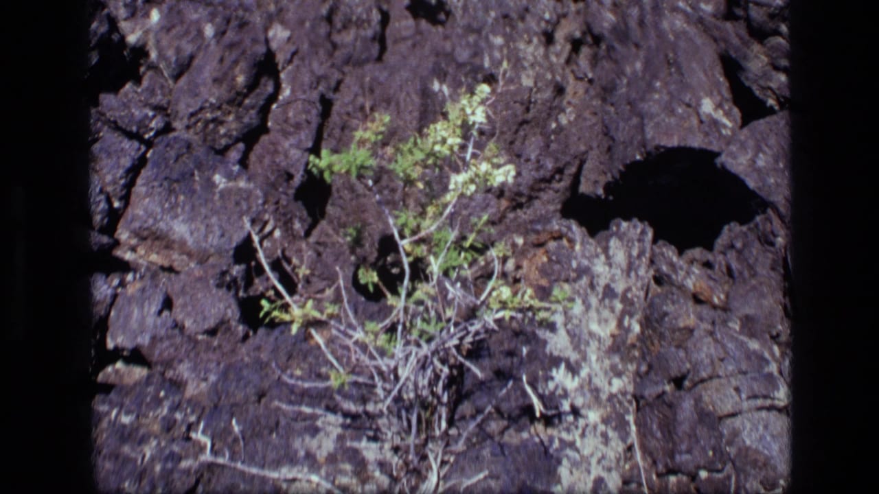 1972 Idaho 8mm frame showing a small shrub and pale leaves rooted near a dark rock face.
