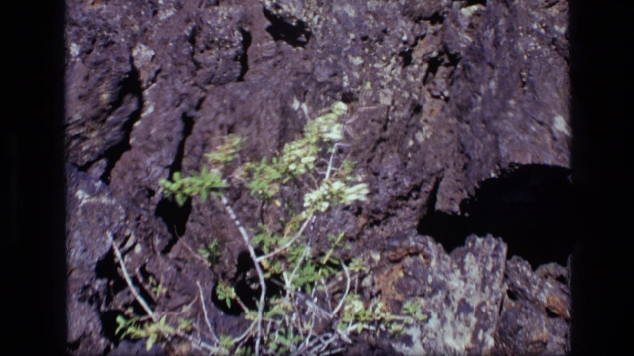 1972 Idaho home-movie frame with the shrub visibly moved by wind against dark mountain rock.