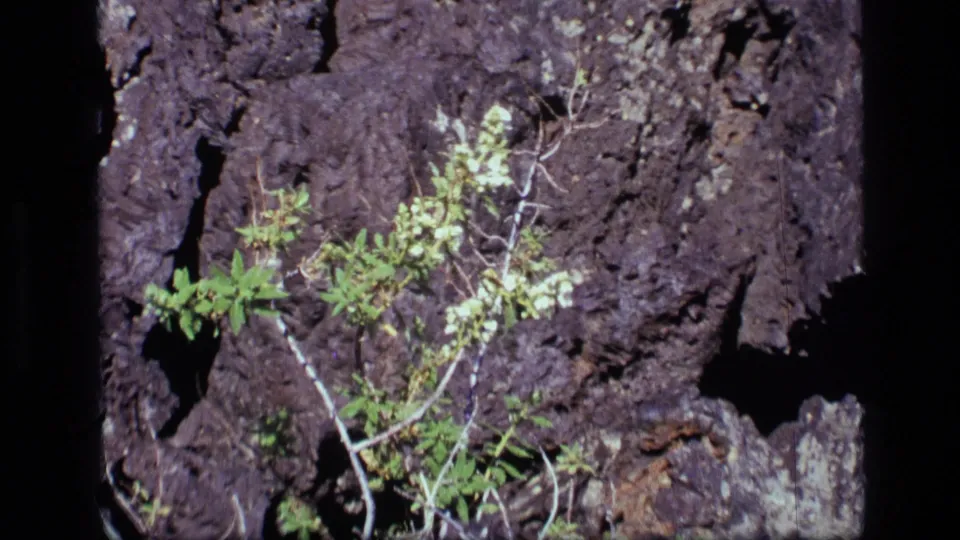 1972 Idaho 8mm frame showing leafy branches and light blossoms over a shadowed rock surface.