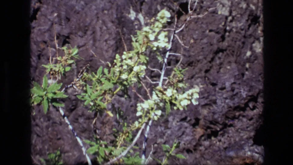 Final 1972 Idaho frame of a windblown shrub with pale blossoms set against rugged dark rock.