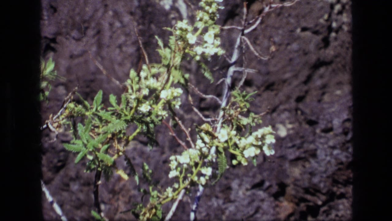 1972 Idaho 8mm frame showing a small flowering branch and green leaves set against rough, dark bark.