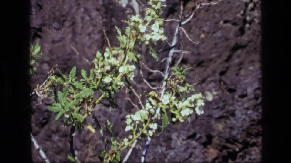 1972 Idaho 8mm frame showing a small flowering branch and green leaves set against rough, dark bark.