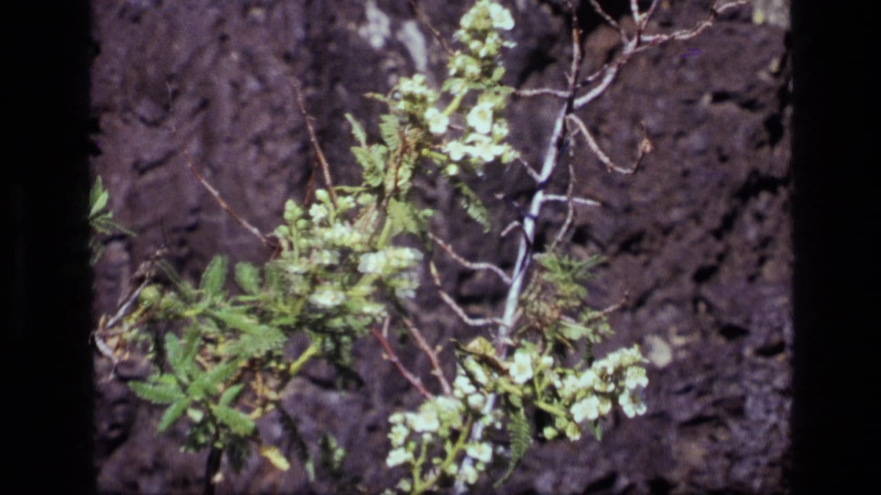 1972 Idaho 8mm frame with delicate white blossoms, green foliage, and uneven dark bark in close-up.