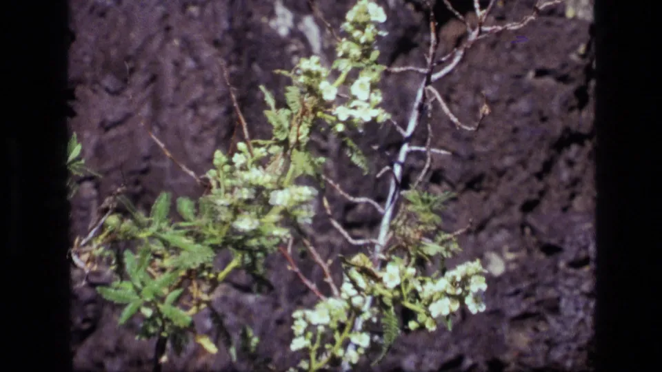 1972 Idaho 8mm frame with delicate white blossoms, green foliage, and uneven dark bark in close-up.