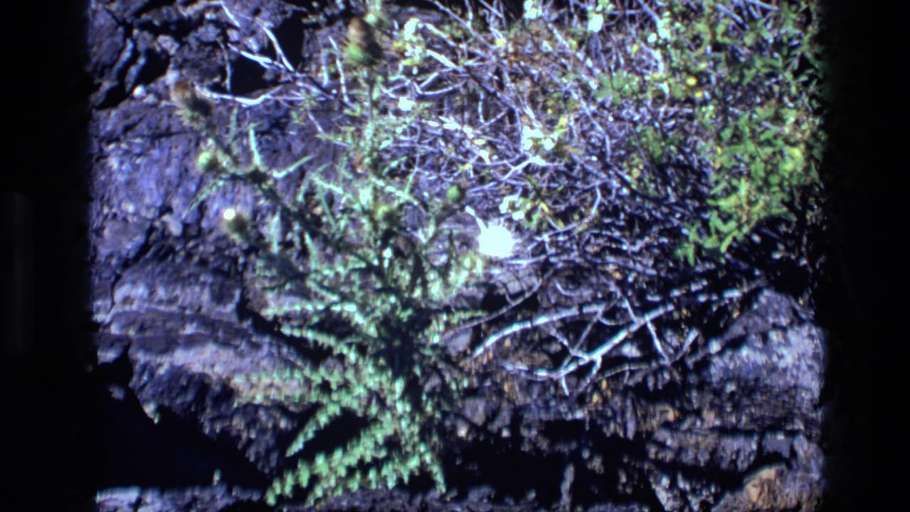 Small green plants and twigs growing across dark lava rock.
