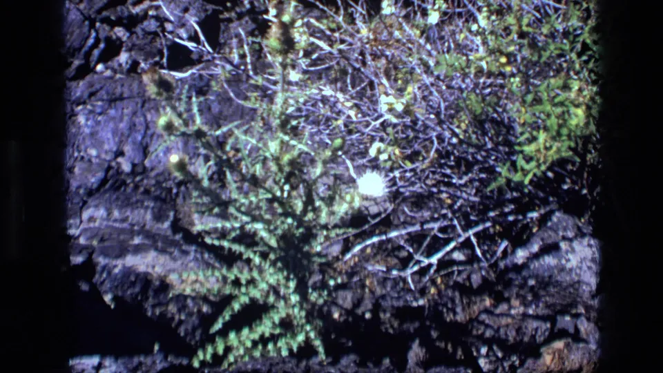 1972 Idaho 8mm close-up showing green moss, small fern-like growth, and pale twigs rooted in rugged lava rock.