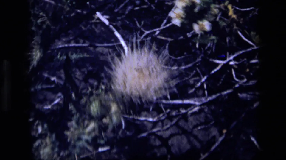 1972 Idaho 8mm frame showing a dry tuft of spiky grass, thin twigs, and small green growth on dark lava rock.