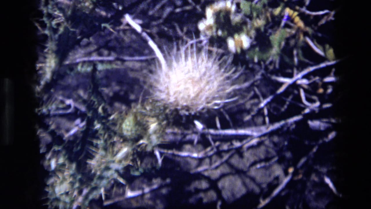 Pale spiky flower among dry branches and green foliage.
