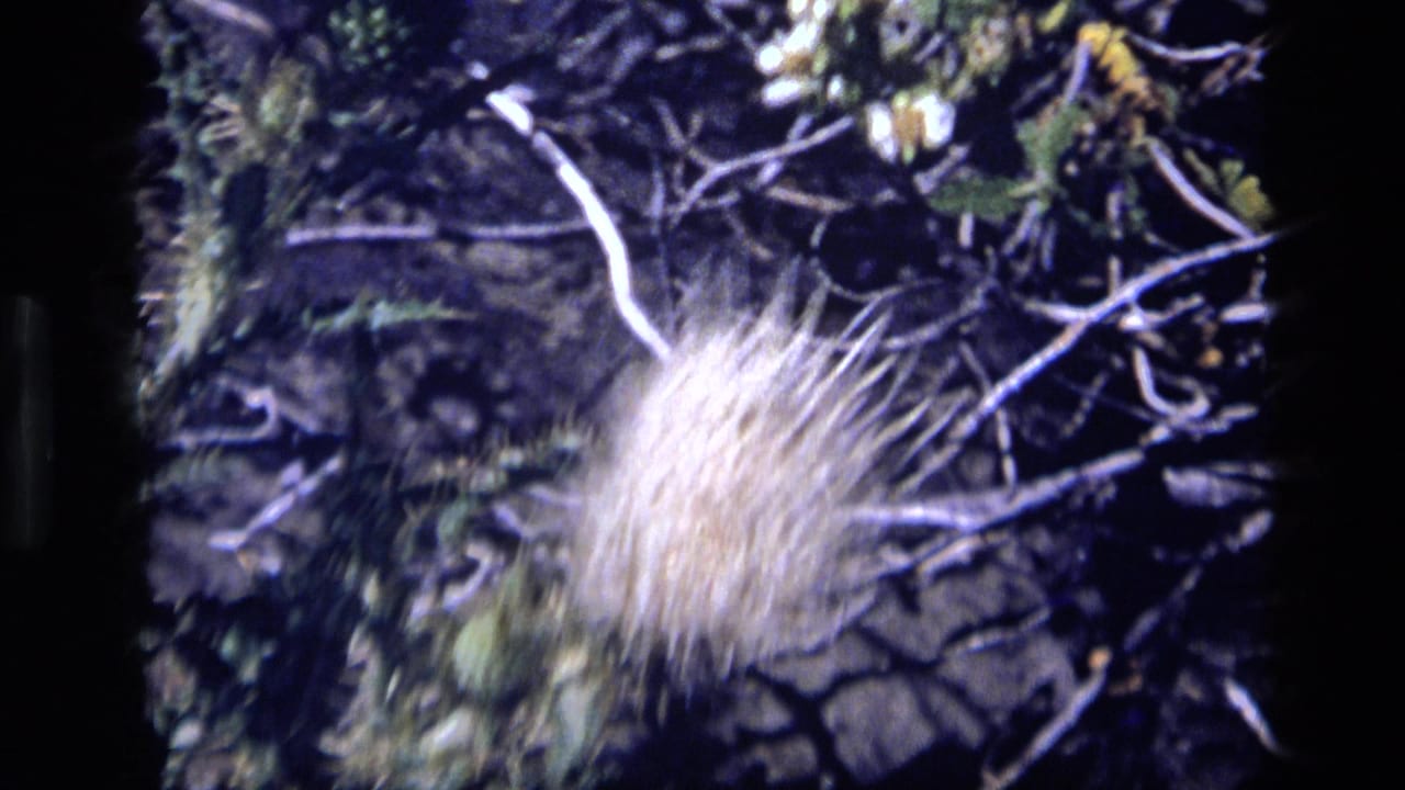 Blurred pale flower moving across branches and foliage.