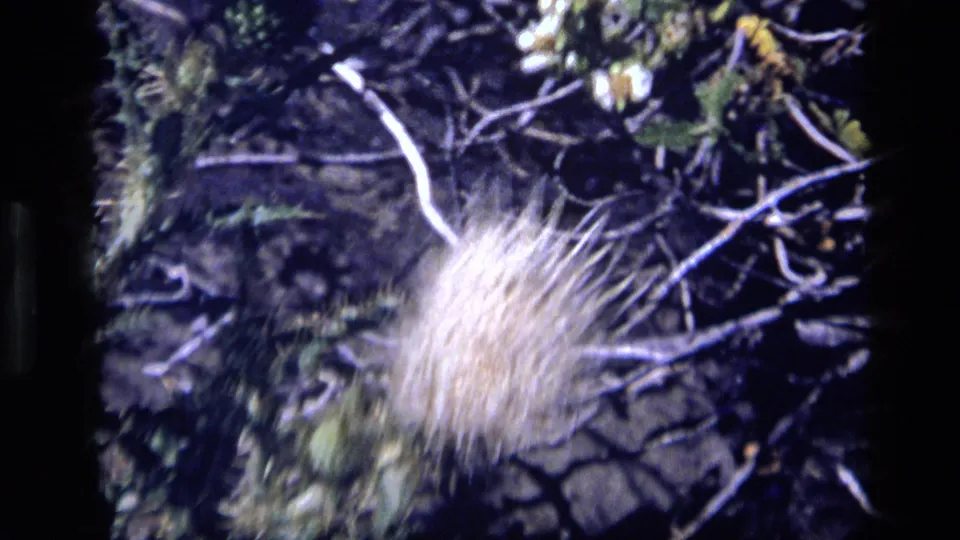 1972 Idaho 8mm frame with the pale flower blurred by breeze or camera movement against branches.