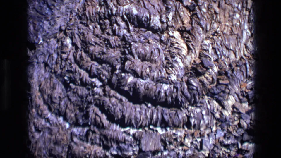 1972 Idaho 8mm close-up showing rough tree bark with curved ridges and deep grooves.