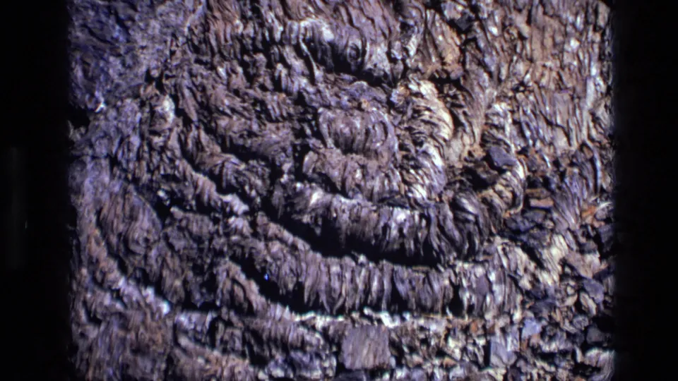 1972 Idaho 8mm frame showing bark detail with ring-like ridges, shadows, and weathered texture.