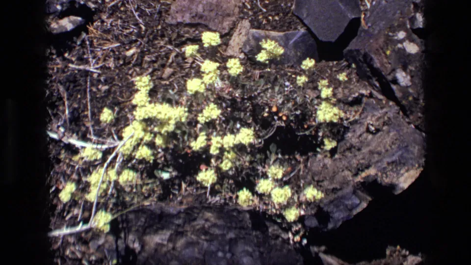 1972 Idaho 8mm frame showing clusters of tiny yellow flowers growing in soil and debris between dark rocks.