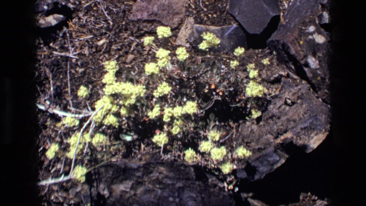 1972 Idaho 8mm close-up of pale yellow flowers beside dark rocks, dry ground, and scattered low foliage.