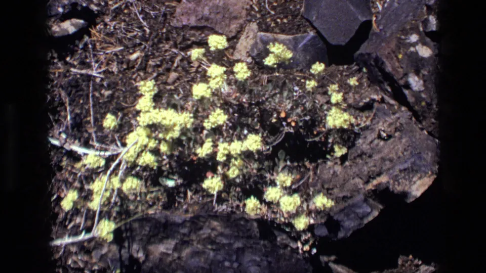 1972 Idaho 8mm close-up of pale yellow flowers beside dark rocks, dry ground, and scattered low foliage.