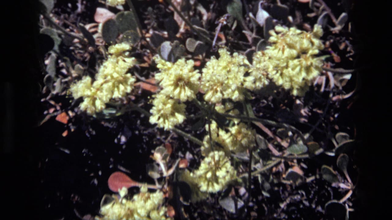 Close 8mm view of yellow flower heads, rounded leaves, reddish stems, and dark ground in Idaho, 1972.