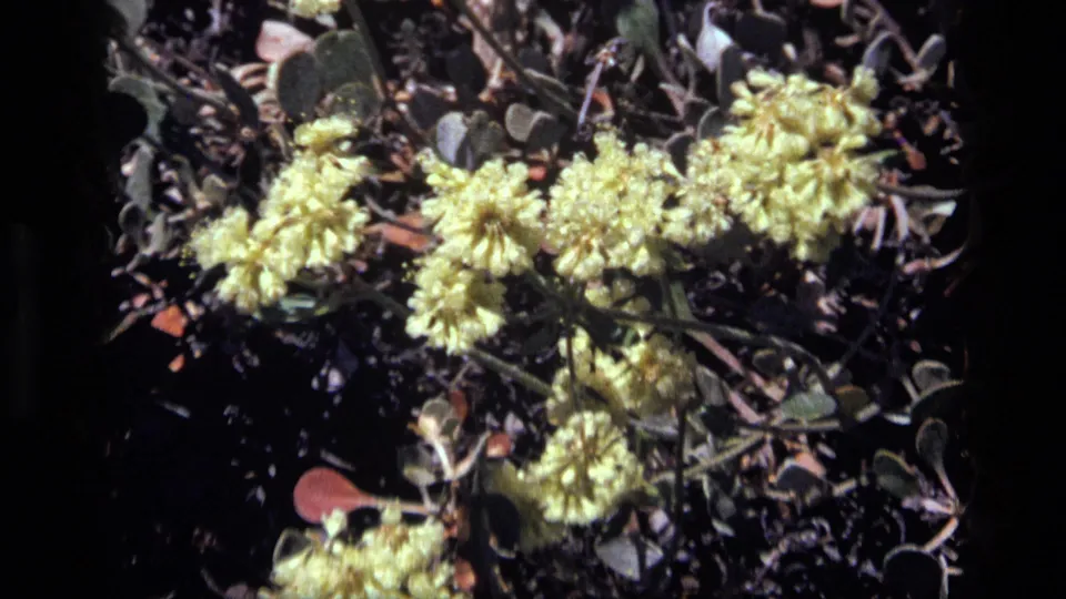Close 8mm view of yellow flower heads, rounded leaves, reddish stems, and dark ground in Idaho, 1972.