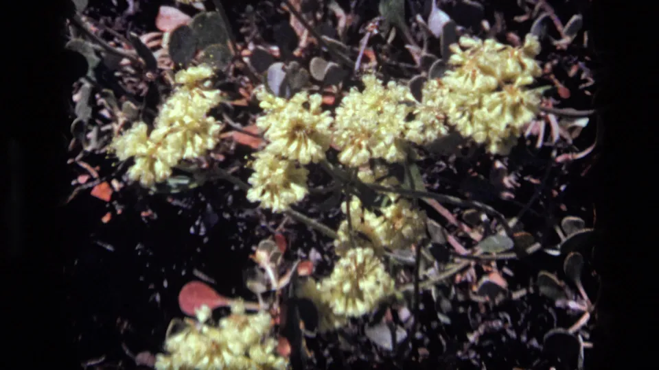 1972 Idaho home-movie frame showing yellow flower clusters, low foliage, and shadowed ground in soft 8mm focus.