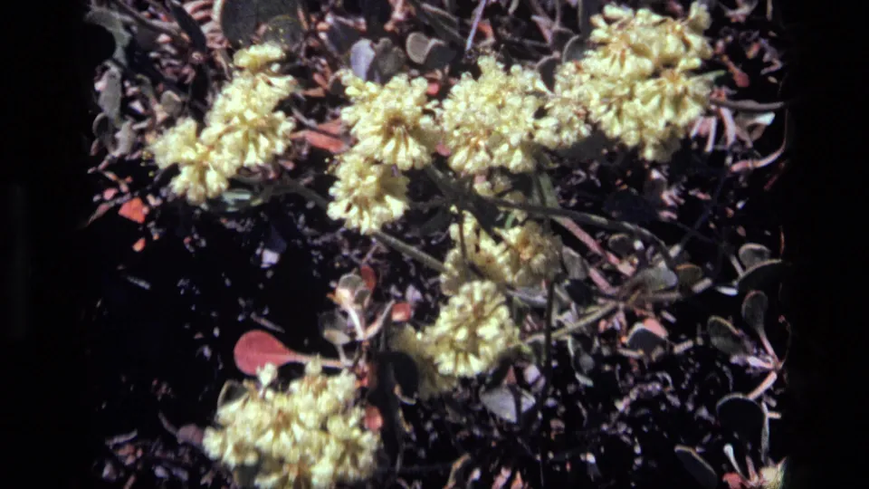 Final 1972 Idaho 8mm frame with clustered yellow flowers, small round leaves, and shadowed rocky ground.