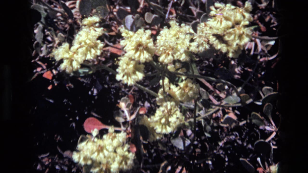 1972 Idaho 8mm frame showing pale yellow wildflower clusters, reddish leaves, and dark ground cover in bright sun.