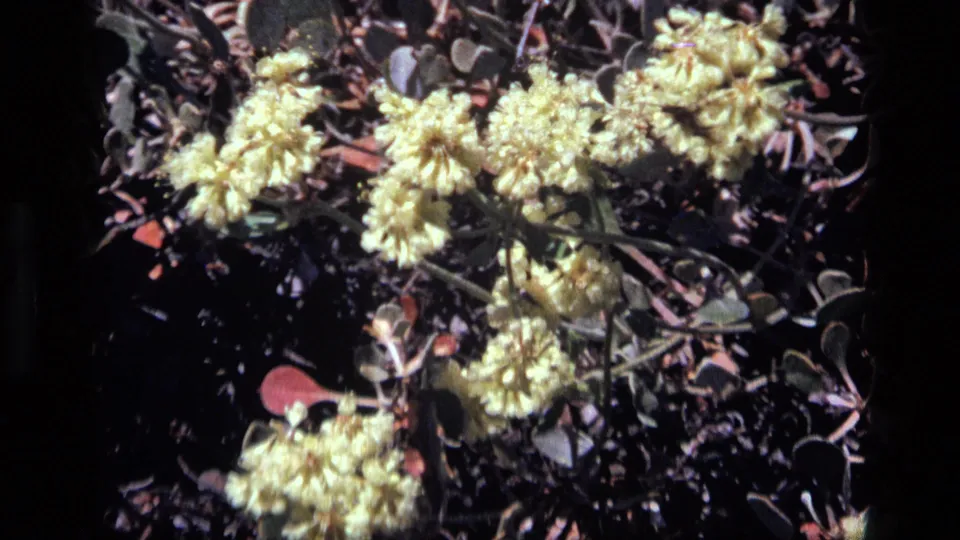 1972 Idaho 8mm frame showing pale yellow wildflower clusters, reddish leaves, and dark ground cover in bright sun.