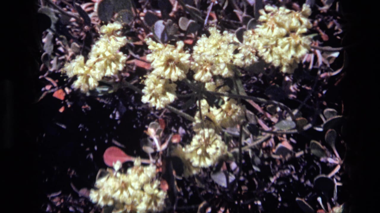 1972 Idaho 8mm close-up of pale yellow blossoms and surrounding leaves, with soft focus and high contrast sunlight.