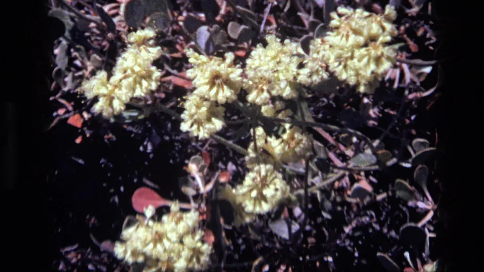 1972 Idaho 8mm close-up of pale yellow blossoms and surrounding leaves, with soft focus and high contrast sunlight.