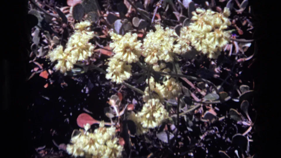1972 Idaho 8mm frame of clustered yellow flowers, reddish leaves, and shadowed vegetation seen from a close handheld angle.