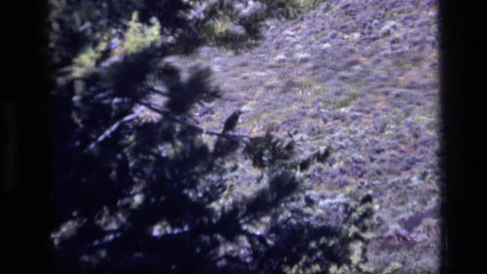 1972 Idaho 8mm frame shifting from close flowers to a soft, sunlit grassy hillside with dark foreground vegetation.