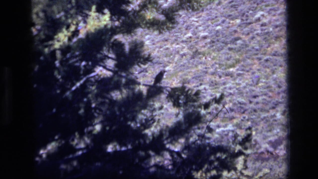 1972 Idaho 8mm frame showing a small bird perched on a pine branch against a sloped hillside.
