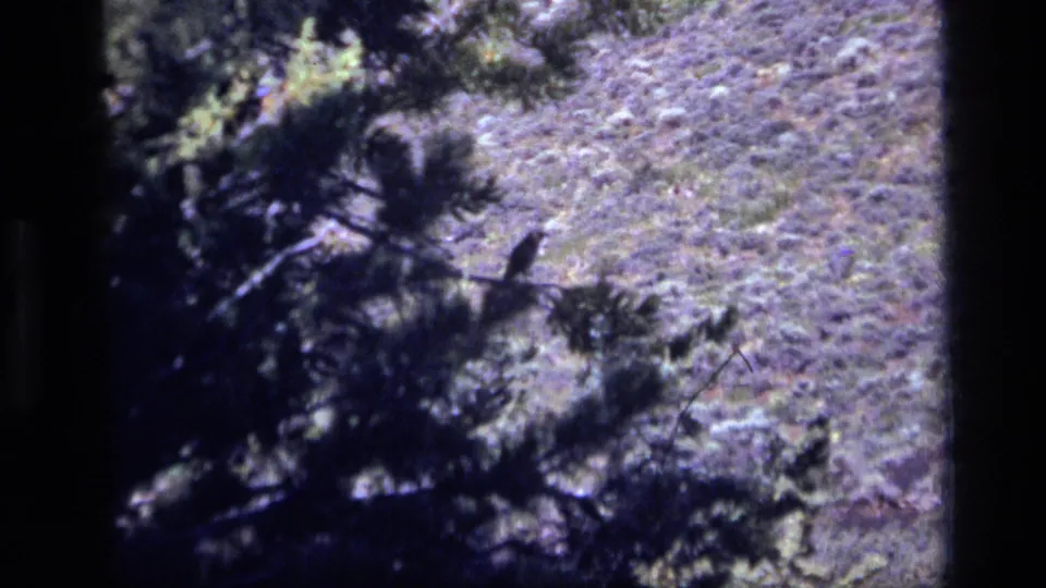 1972 Idaho 8mm frame showing a small bird perched on a pine branch against a sloped hillside.