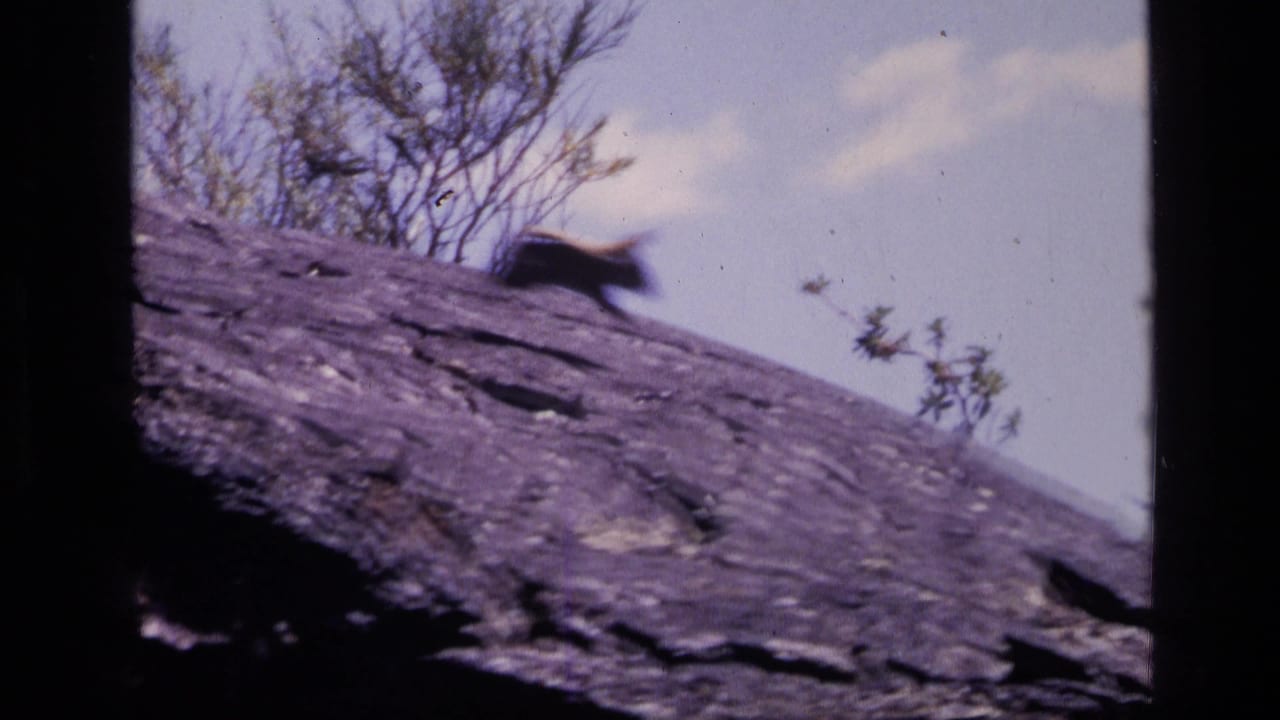 1972 Idaho 8mm frame showing a small dark animal on a sloped rocky surface with sparse brush and bright sky behind it.