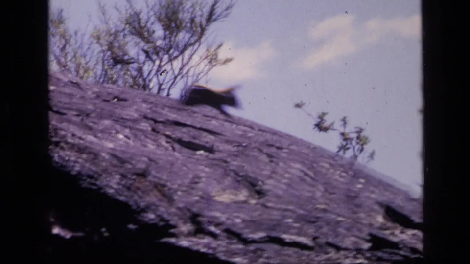 1972 Idaho 8mm frame showing a small dark animal on a sloped rocky surface with sparse brush and bright sky behind it.