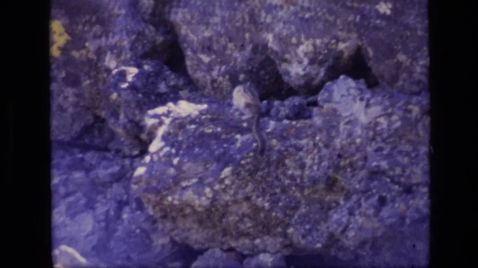 1972 Idaho 8mm wildlife frame with rocky ground, scrub vegetation, and a dark animal partly obscured by blur and shadow.