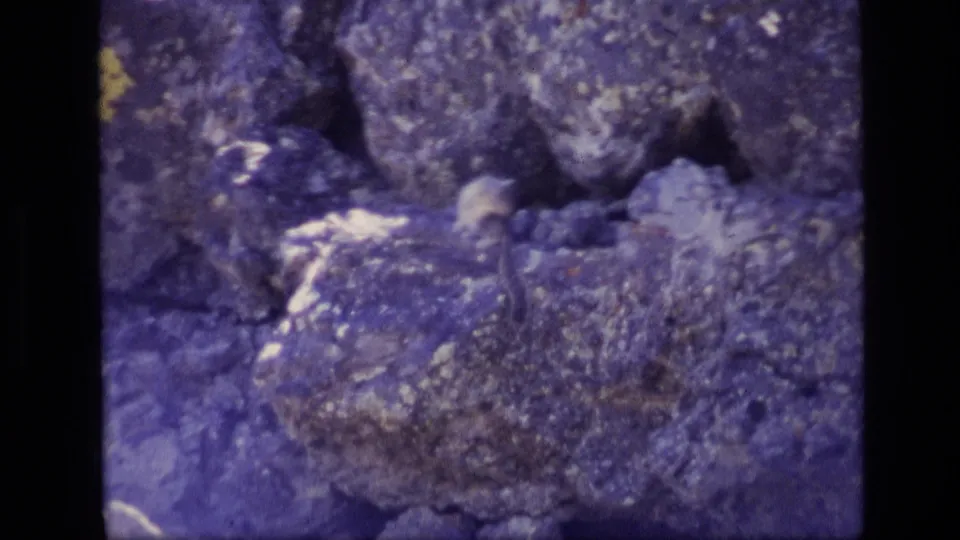 1972 Idaho 8mm frame showing a soft, dark wildlife shape amid rocks and scrub vegetation in dry terrain.