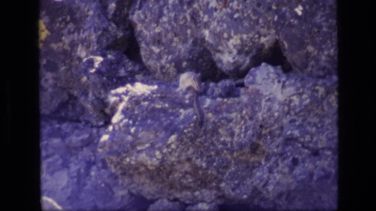 Small squirrel climbing among rough rocks in 1972 Idaho 8mm home-movie footage with visible grain and color shift.