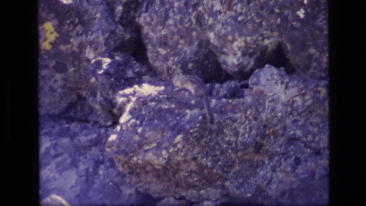 Squirrel appears beside a dark rock crevice in 1972 Idaho 8mm footage, with aged color shift and soft detail.