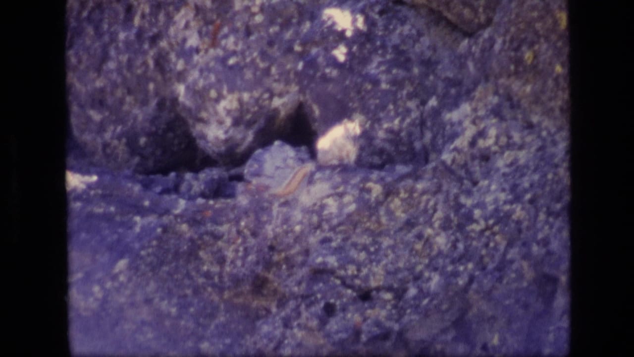 1972 Idaho 8mm frame showing a small pale wild animal partly visible on a rocky outcrop in soft, grainy focus.