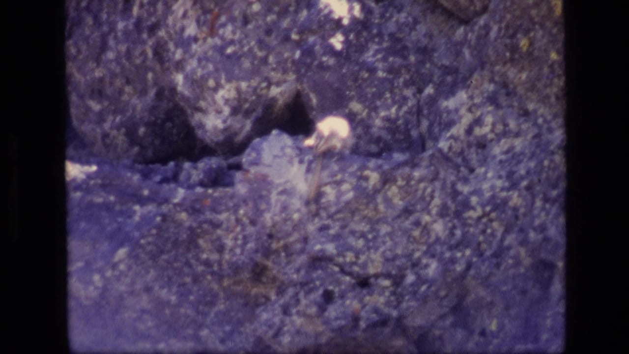 A small light-furred animal appears on rocks in Idaho home-movie footage, with heavy grain and purplish color shift.