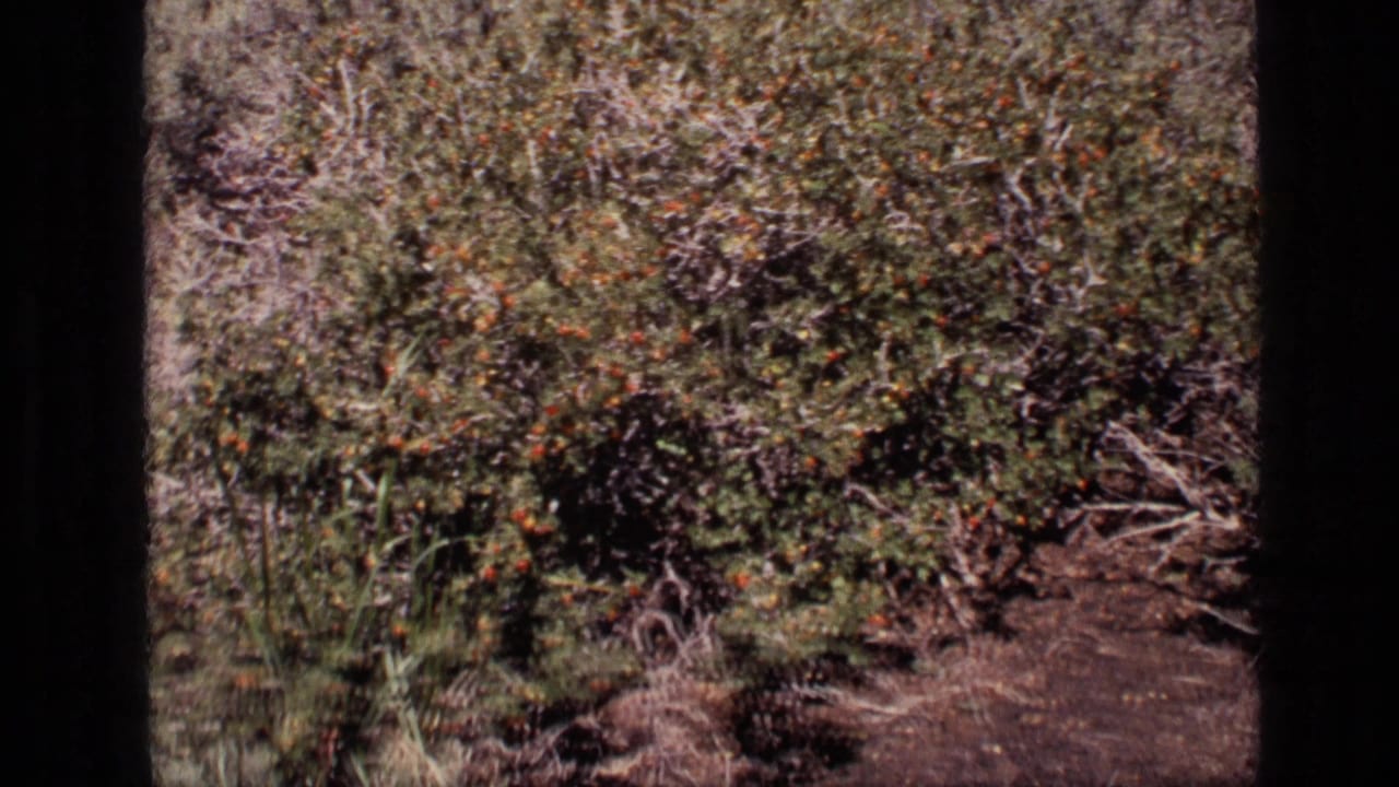 Wide view of dense scrub foliage and dry ground framed by dark film borders.