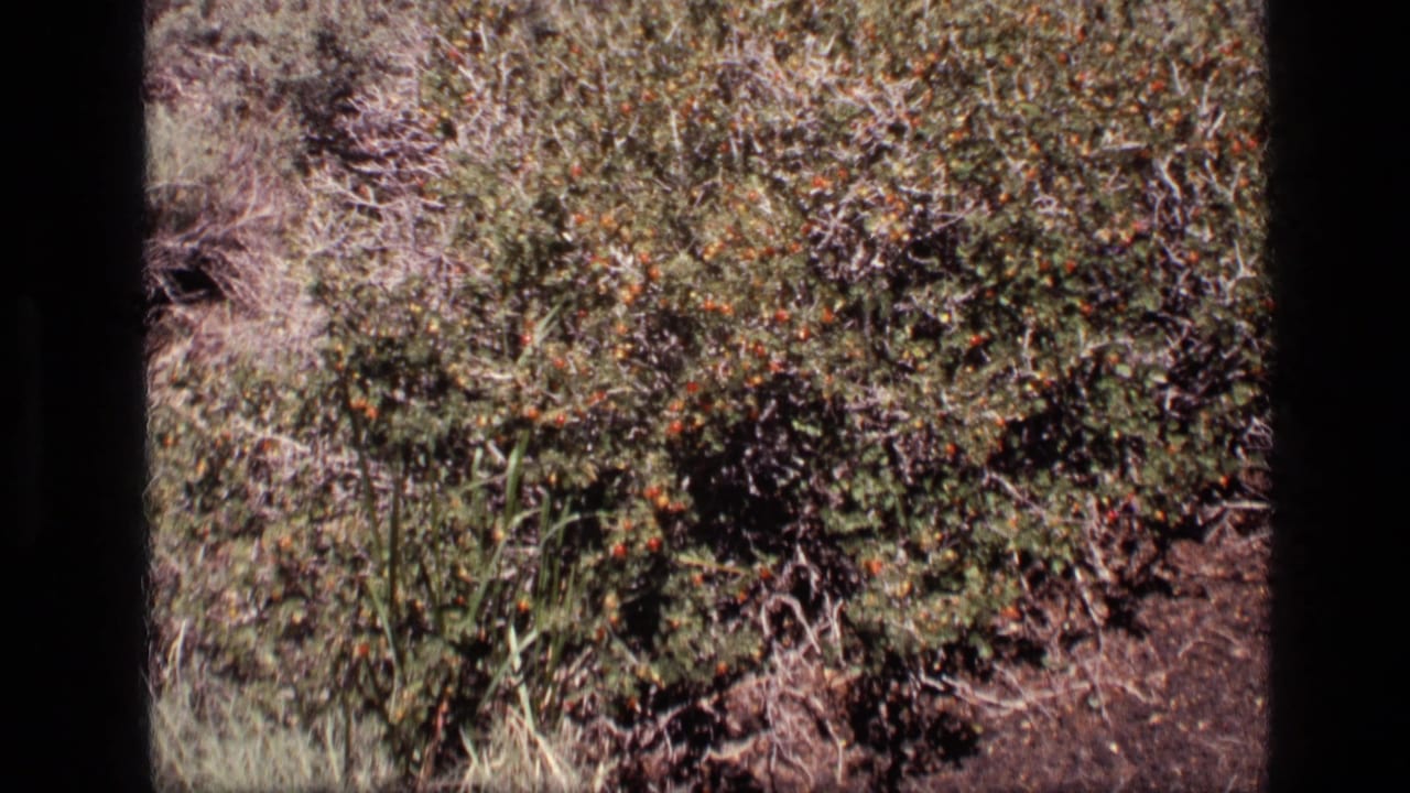 Wide view of leafy scrub vegetation with dry earth and grasses in the foreground.
