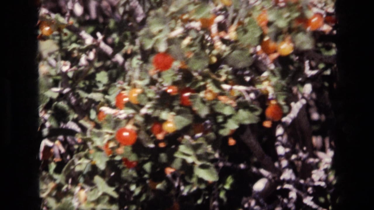 1972 Idaho 8mm frame showing small red and yellow berries on a leafy green bush with dark shadowed growth behind them.