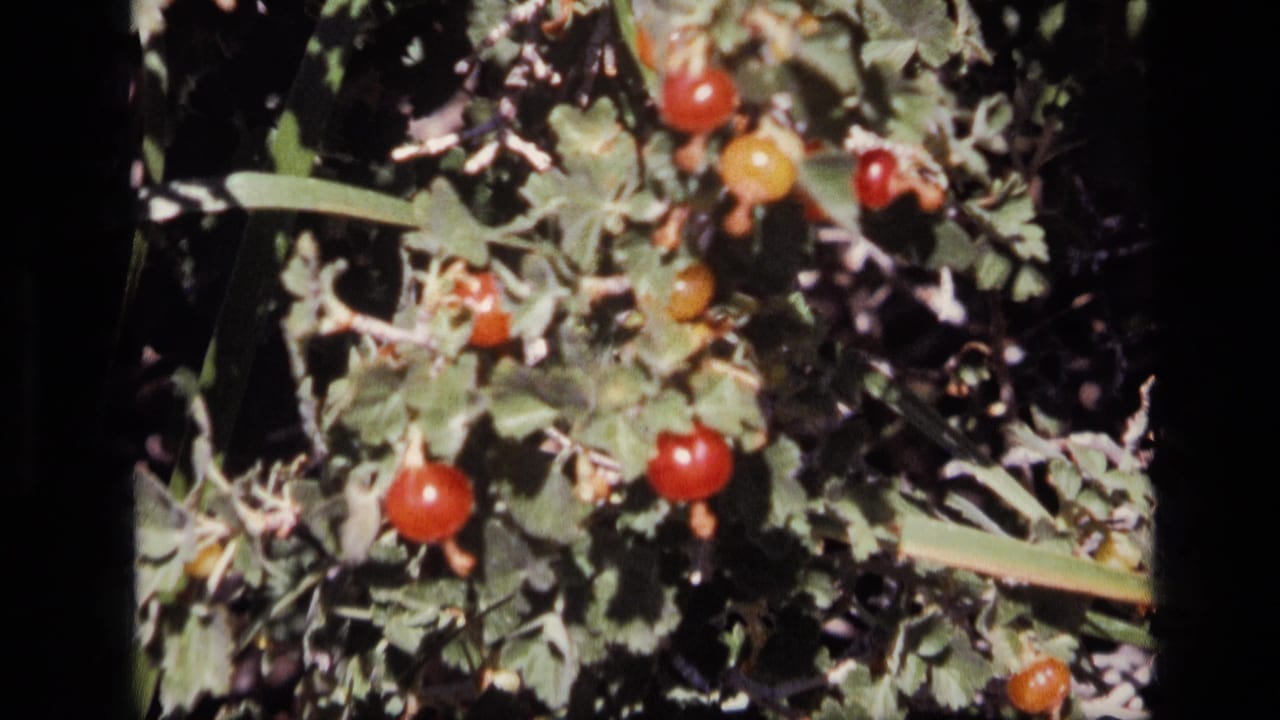 Close 1972 Idaho home-movie view of red berries on a leafy bush, with soft focus and deep shadows behind the plant.